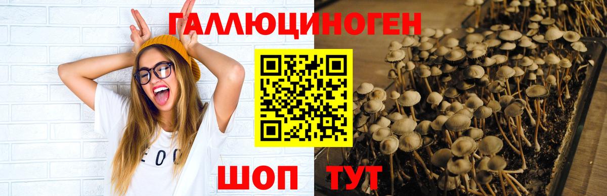 Галлюциногенные грибы GOLDEN TEACHER  Псилоцибиновые грибы прущие грибы  Краснокаменск  Вход с VPN 